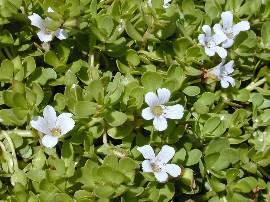 Bacopa-monnieri-Credit-Forest-Kim-Starr.jpg