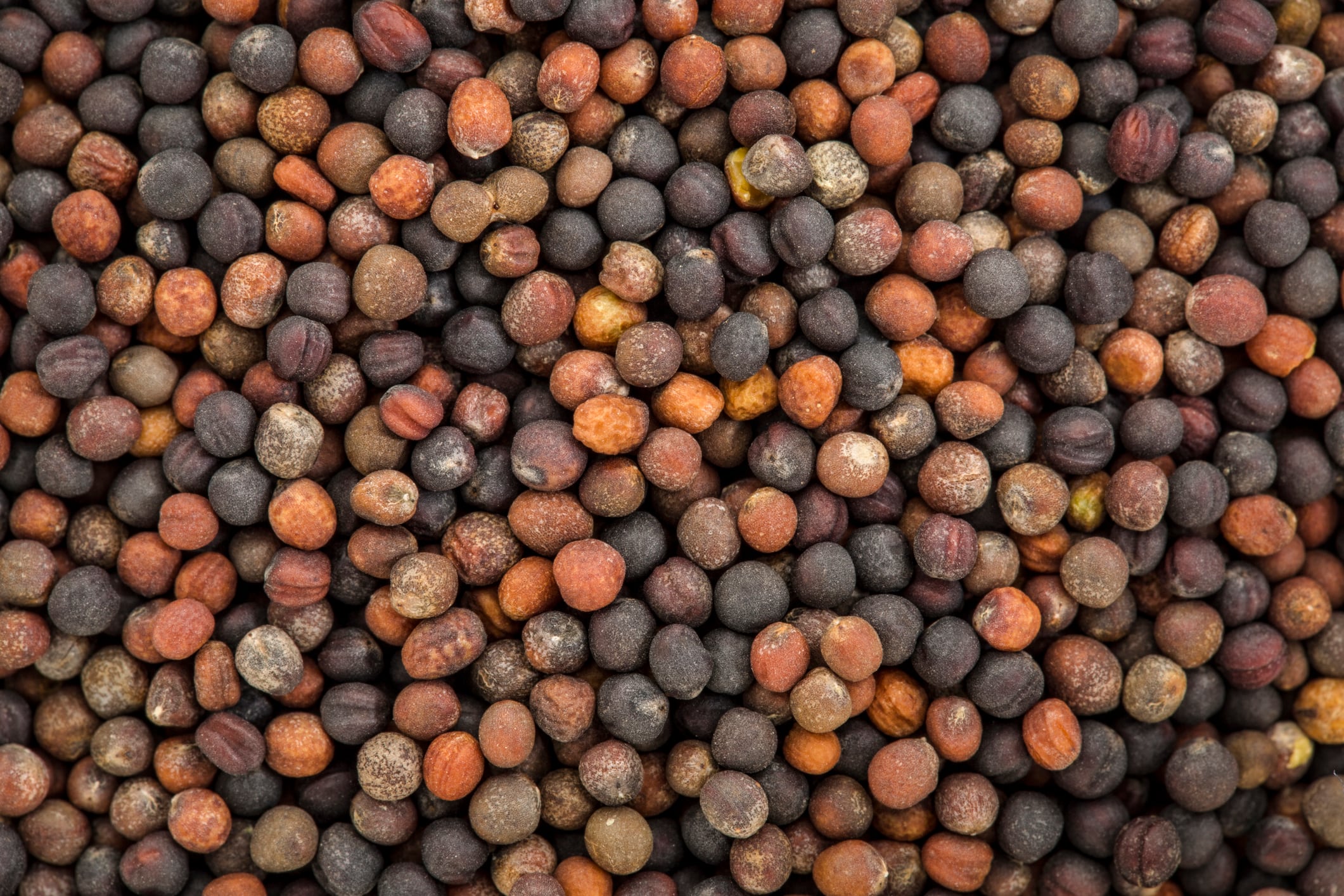 background of broccoli organic sprouting seeds