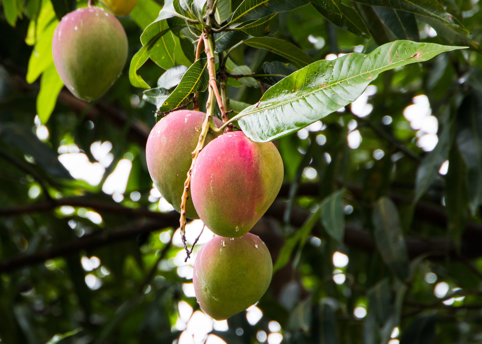 Mango leaf extract shows wide-ranging brain benefits