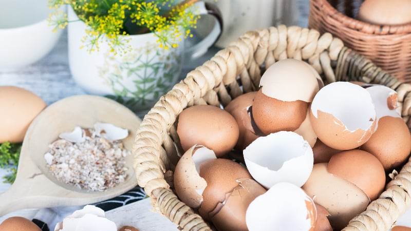 Calcium alternatives: Eggshell and vitamin D-fortified diets could prevent bone loss in postmenopausal women – Ottogi-funded study