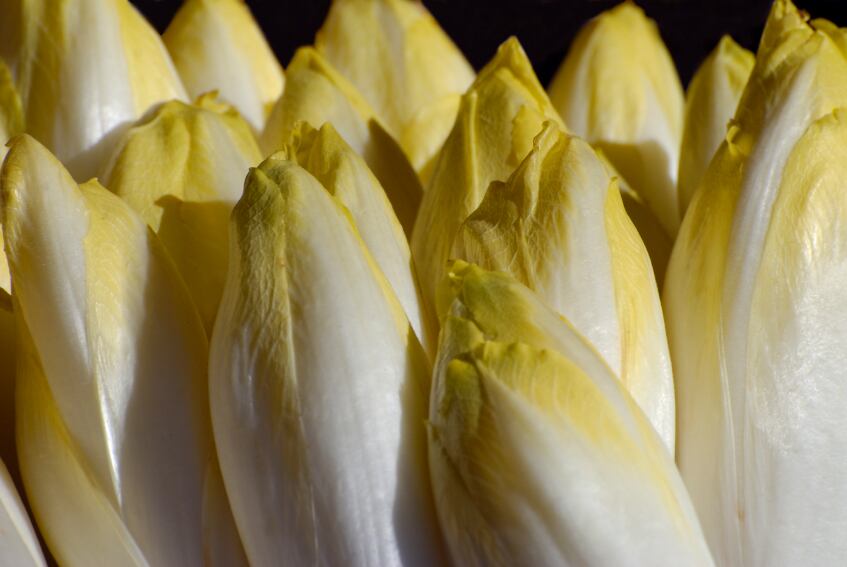 chicory-inulin-prebiotic-probiotic-digestion-gut-iStock.com-PhilippeDesoche.jpg