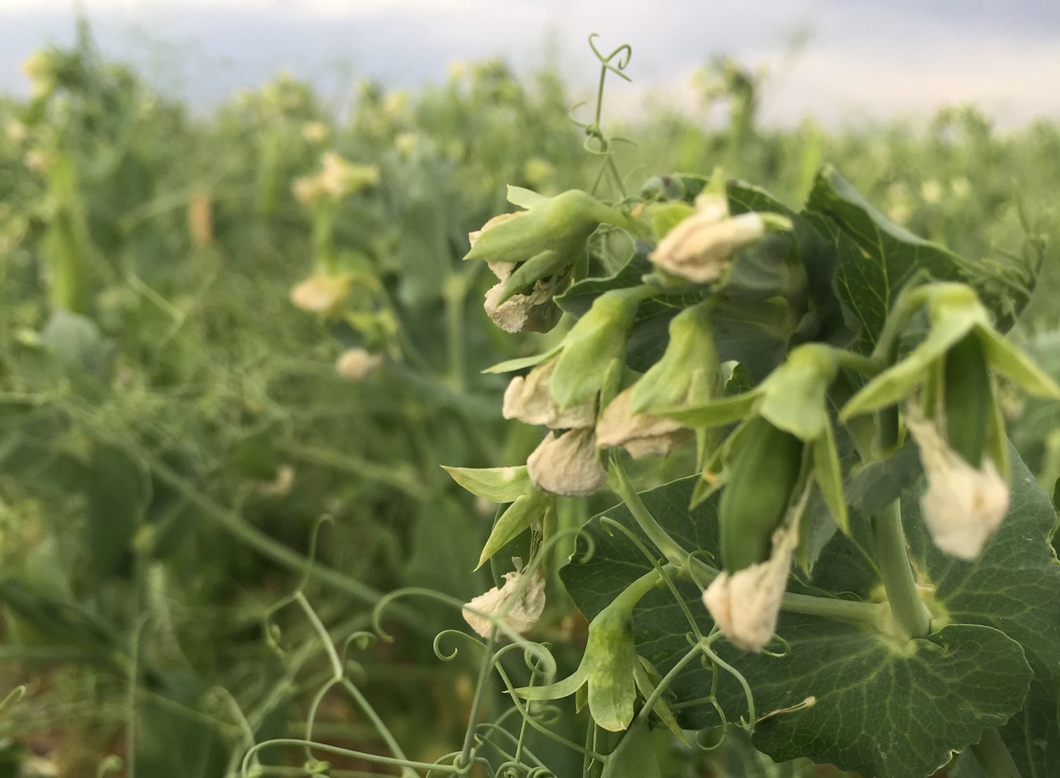 Pea protein interest spiking in run-up to trade show