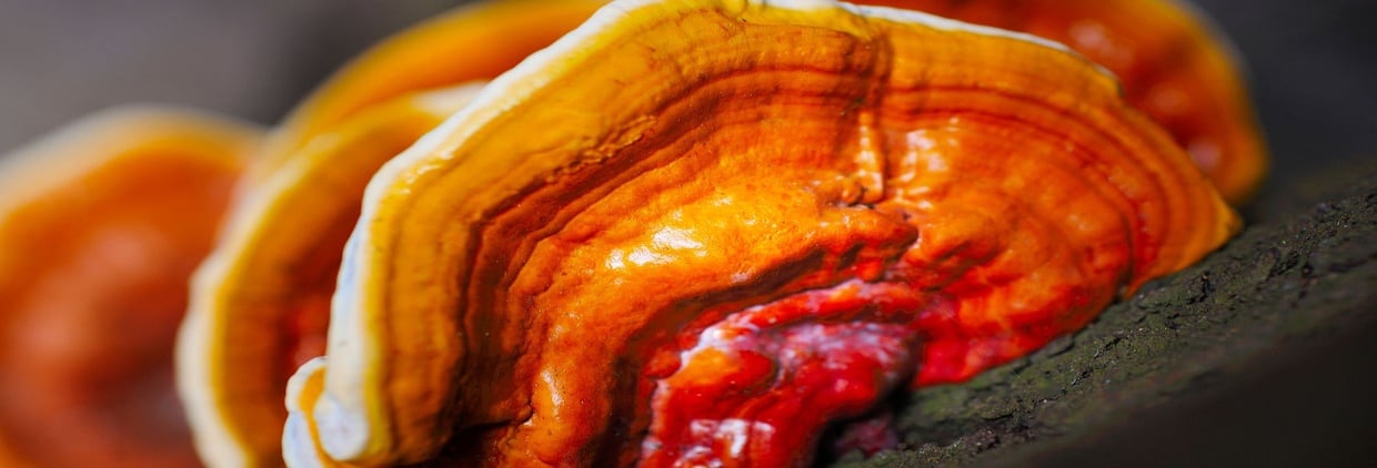 Ganoderma lucidum (Reishi), mushroom species