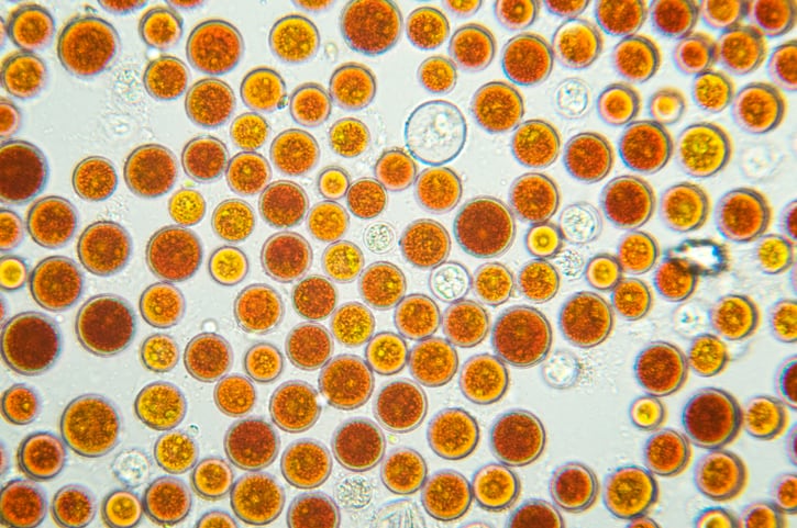 Astaxanthin-market-farms-and-benefits-continue-healthy-expansion.jpg