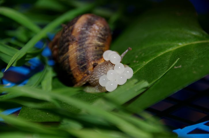 Snail-laying-eggs.jpg
