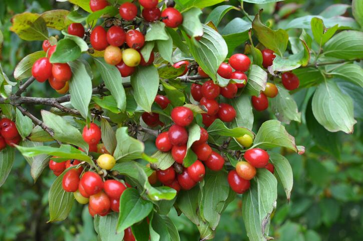 Research reveals how ripening impacts active compounds in cornelian cherry 