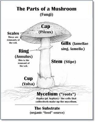 mushroom-diagram-Shane-Mulholland-forestorganics68.jpg