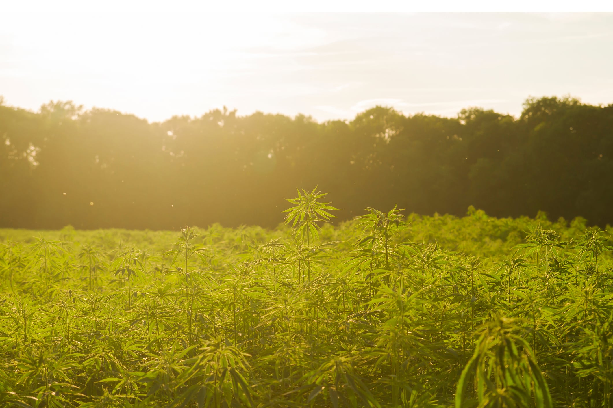 NPA works with Rep. McNerney to file CBD regulation amendment in Congress