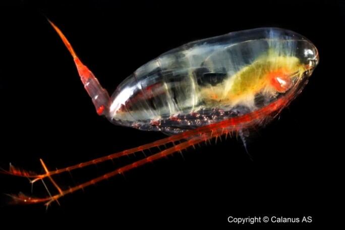 Friend of the Sea recognition as Calanus awarded omega-3 certification