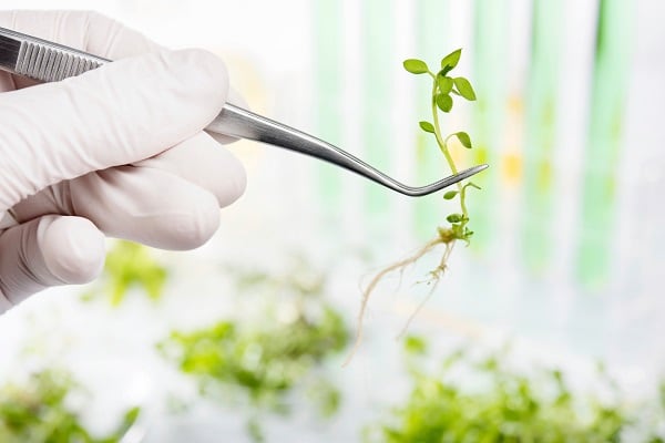 plant-research-gm-science-resized.jpg