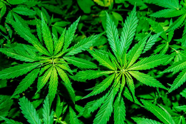FDA report on CBD seen as ‘disappointing’ recap of status quo