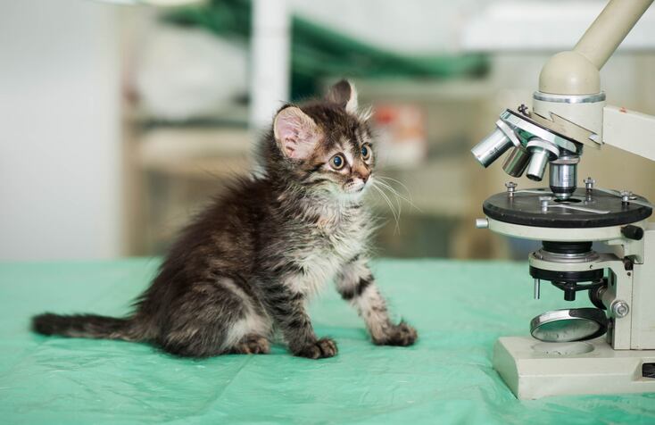 AnimalBiome lays out best practices for microbiome study design in animal research