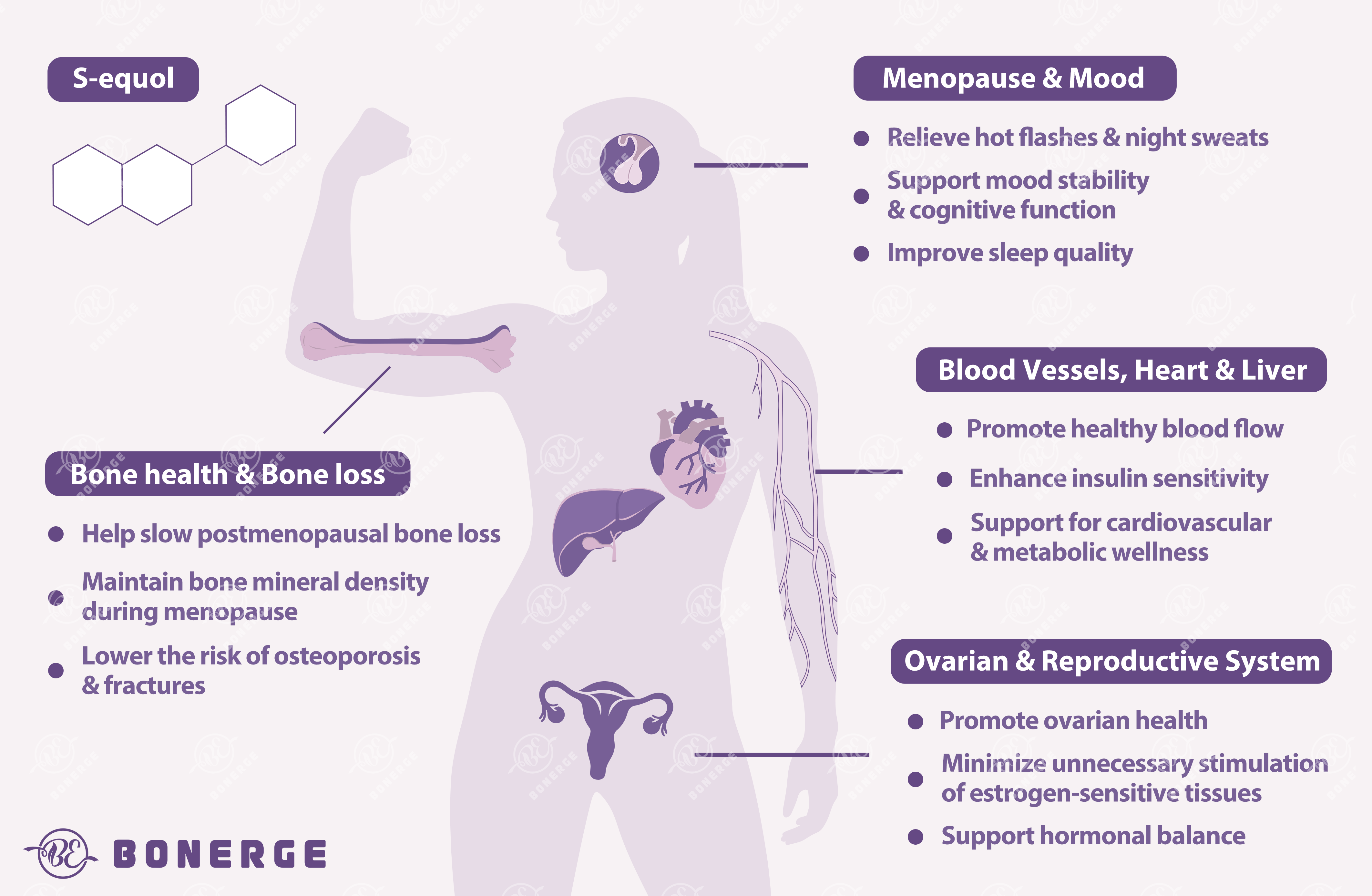 Figure 2: S-equol Benefits for Women's Health - Menopause Mood, Bone Health, Cardiovascular, Ovarian & PCOS Support - Bonerge