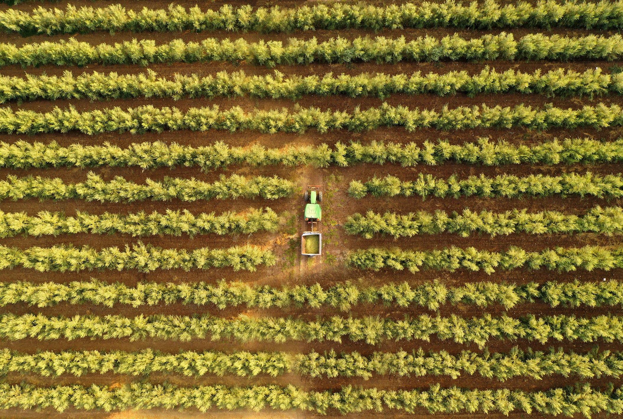 About three-quarters of Cibus’s money is in private equity, typically high-value speciality farms where efficiency really pays. Many of these are in Spain, including its most notable exit to date – Innoliva, one of the world’s largest producers of premium organic olive oil.