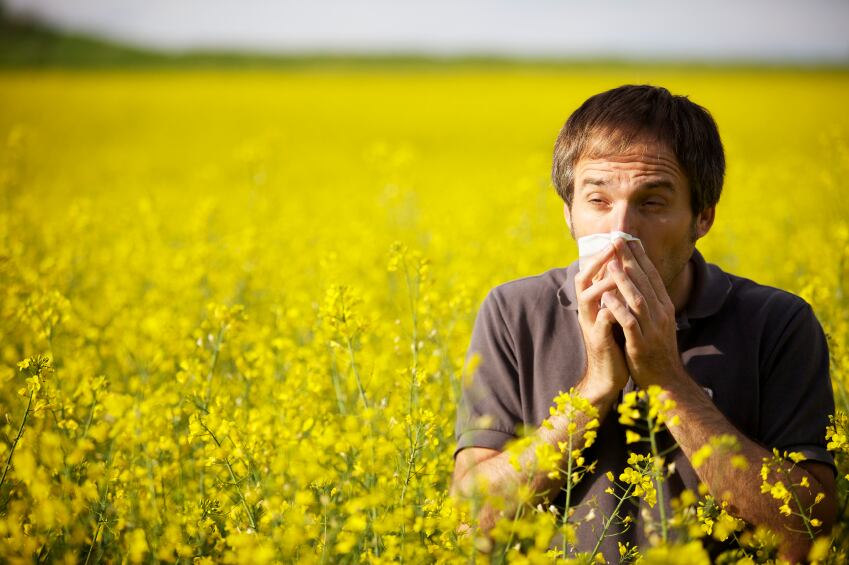 Study: Probiotic modulation of the immune system relieves hay fever symptoms