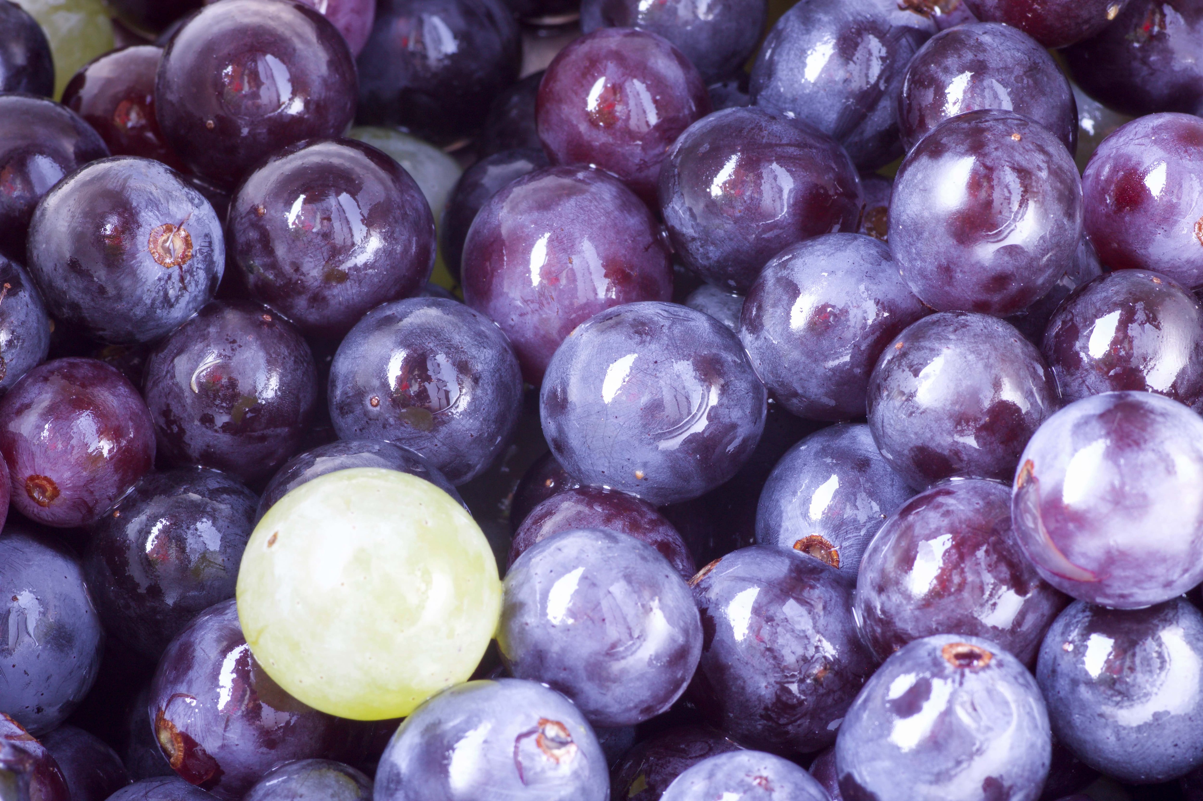 Review-backs-role-of-grape-polyphenols-in-sports-performance.jpg