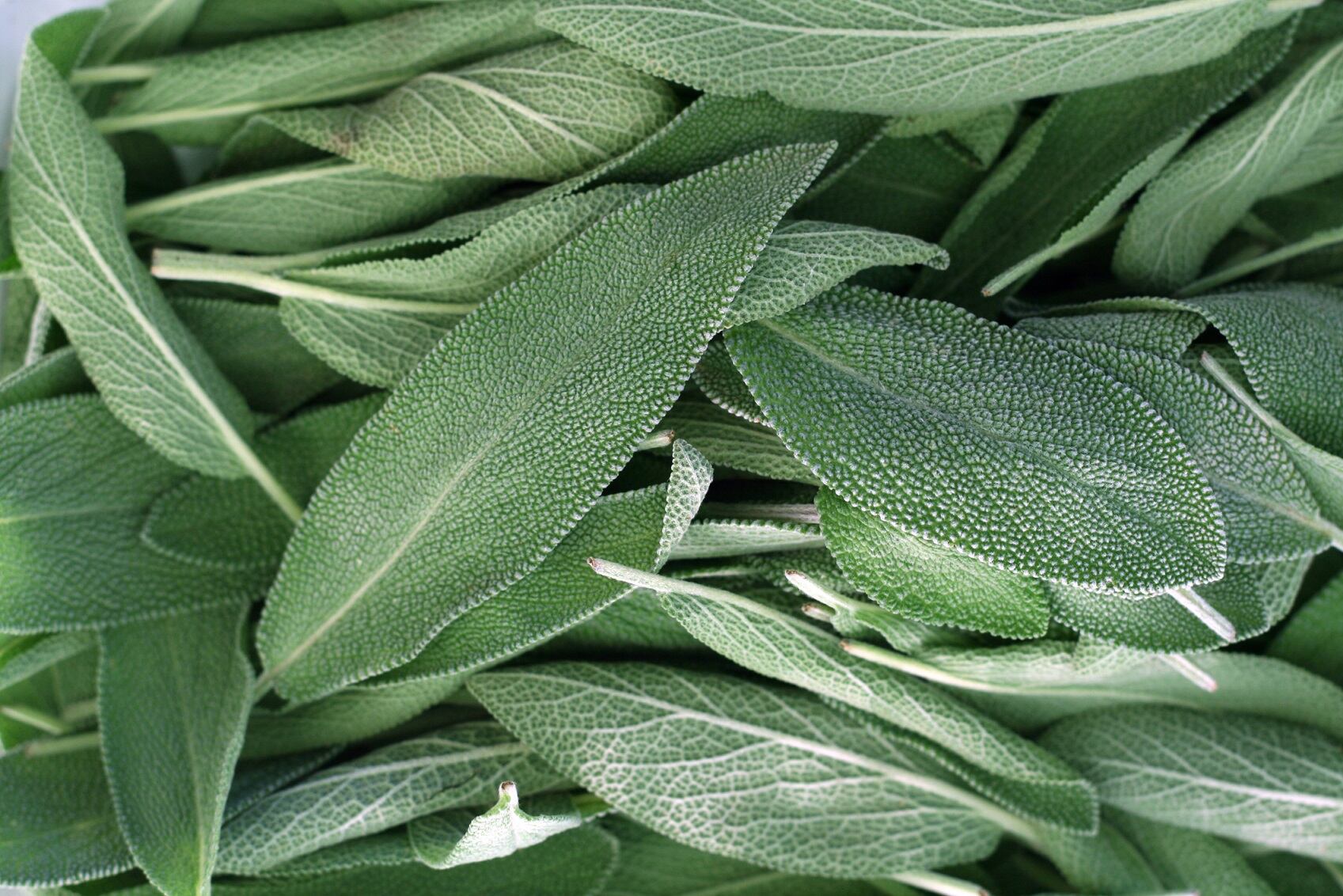 Sage extract shows cognitive boosting activity during tiring exercise: Study
