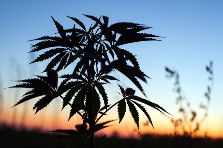 Growing concerns prompt senators to urge USDA to adopt new hemp rules 