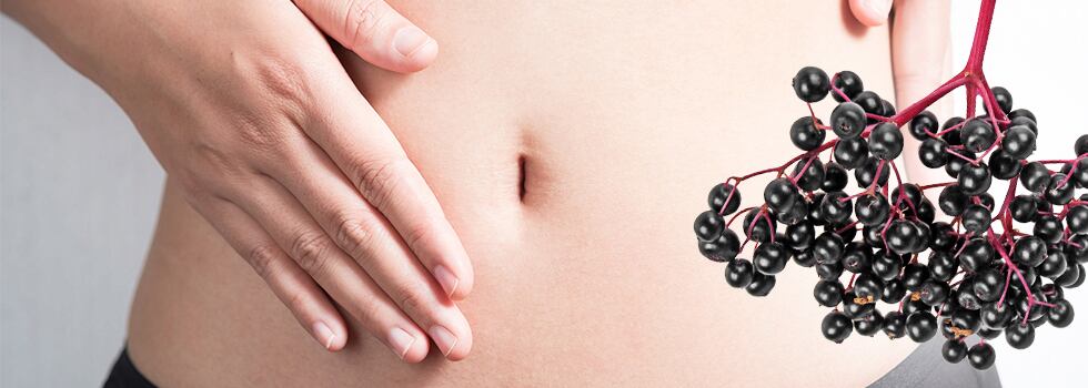 Gut-reaction-webinar-to-explore-prebiotic-benefits-of-elderberries.jpg