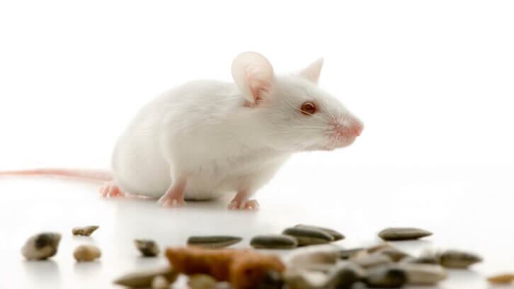 Does-fiber-deprived-Akkermansia-worsen-food-allergy.jpg