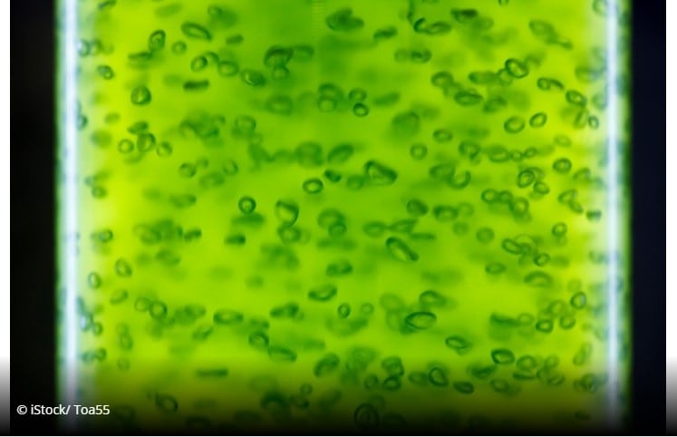 Microalgae-makes-case-as-viable-omega-3-alternative-to-fish.jpg