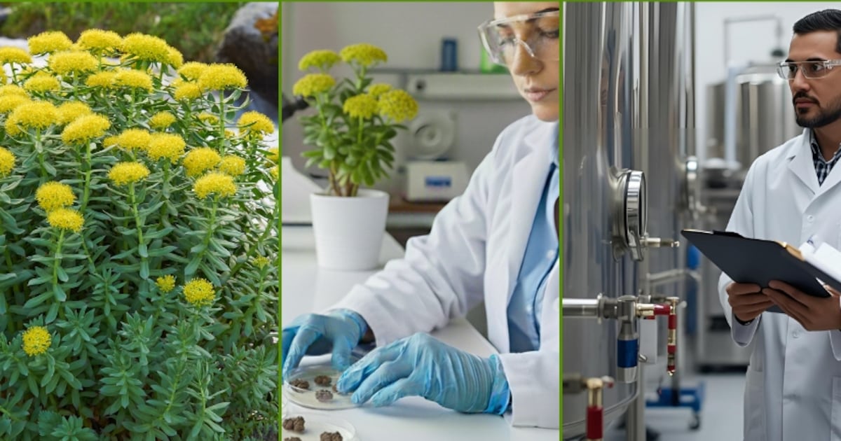 Botanical Source Rethinking the Future of Botanical Sourcing