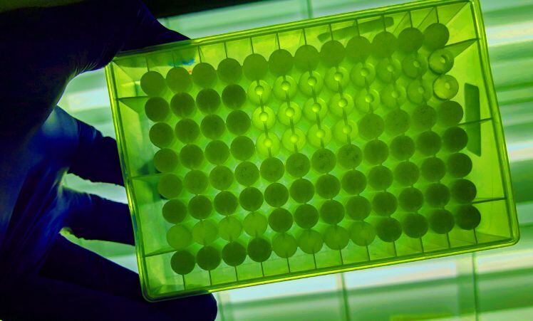 Demetrix begins demo scale production of rare cannabinoid CBG
