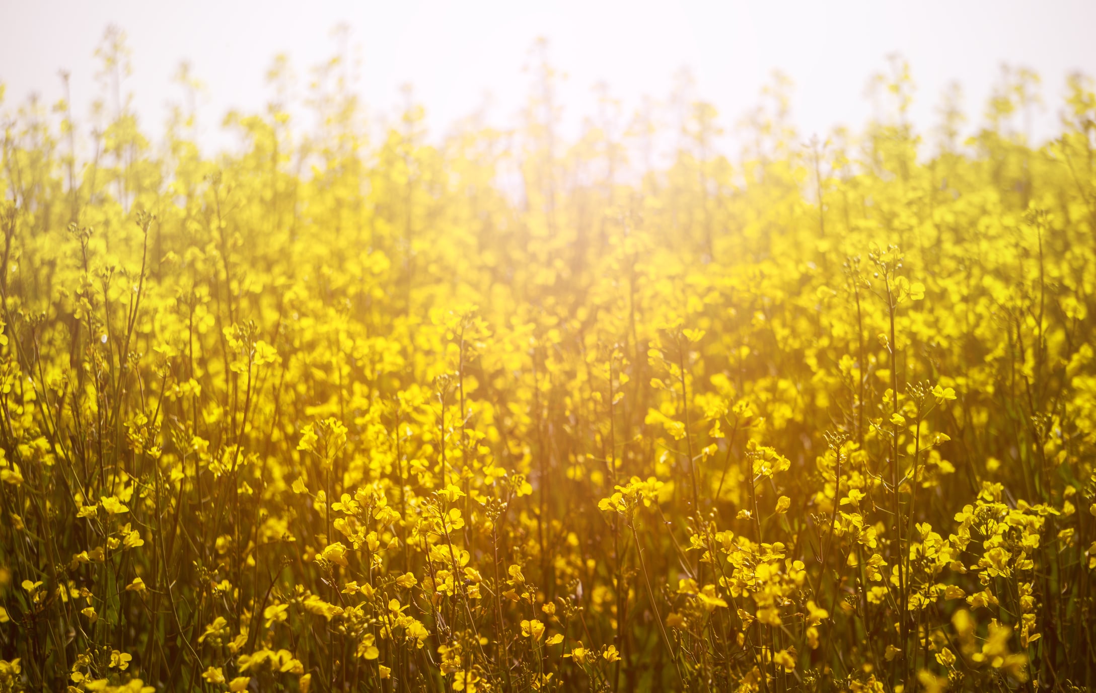 Nuseed-survey-highlights-consumer-potential-for-plant-based-omega-3.jpg