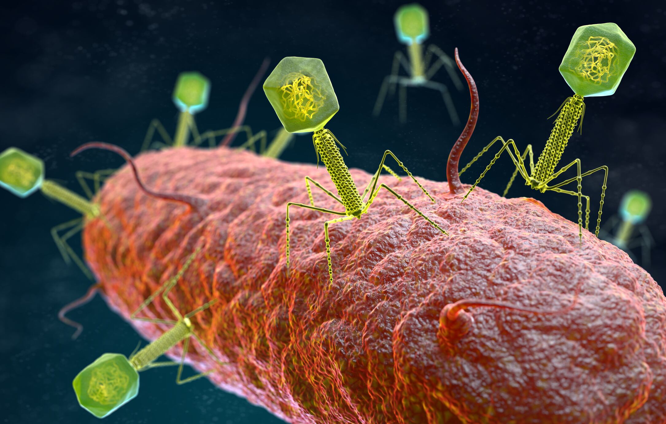 Study unlocks 70,000 new virus species in the human gut, creates bacteriophage opportunities