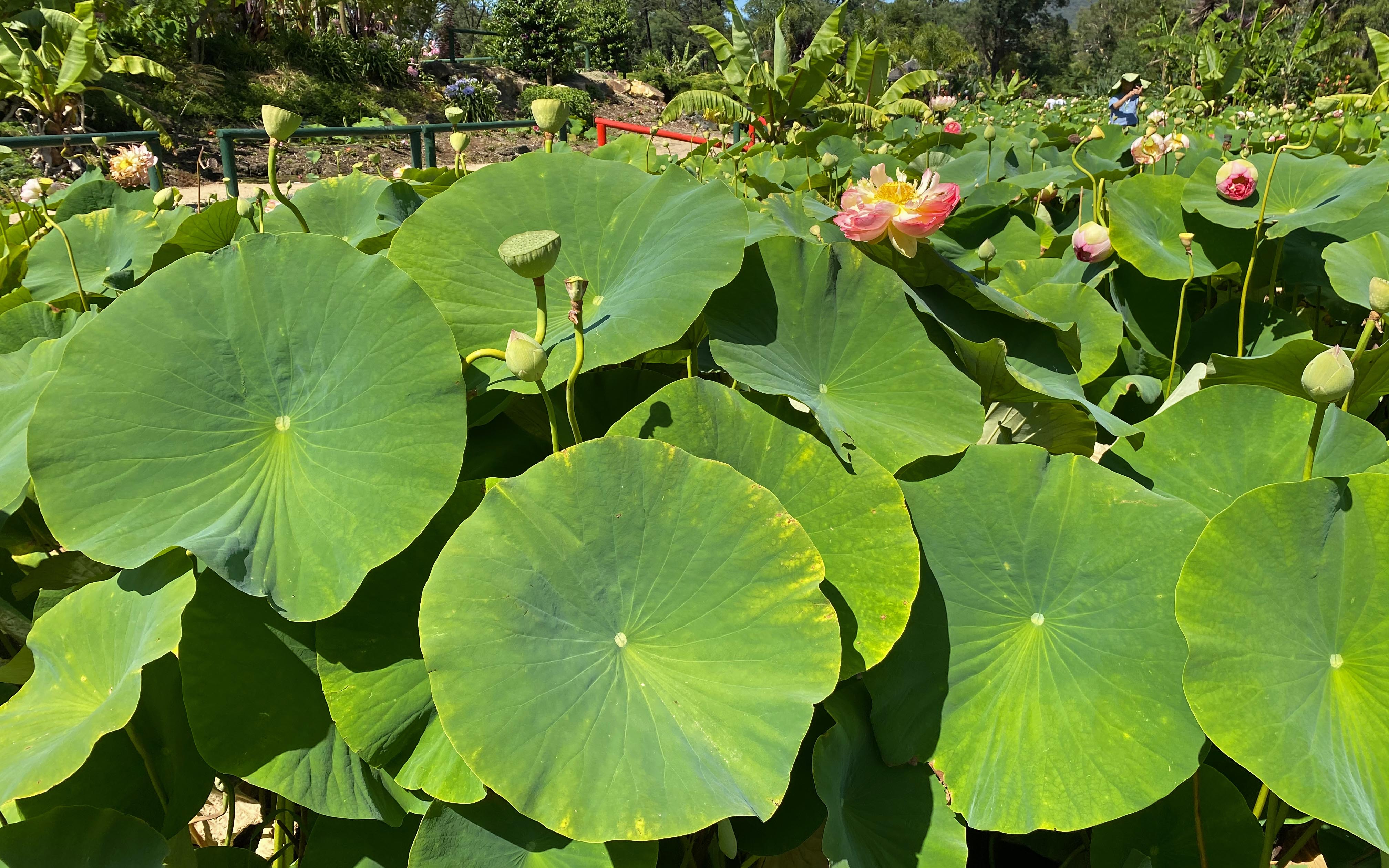 Eco be-leaf: Researchers develop bioplastic based on lotus leaf that's suitable for food packaging 