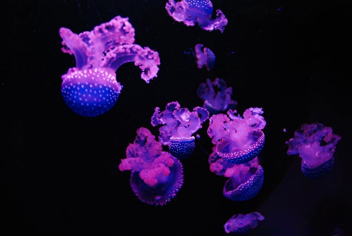 Group of purple jelly fish swimming in a black background
