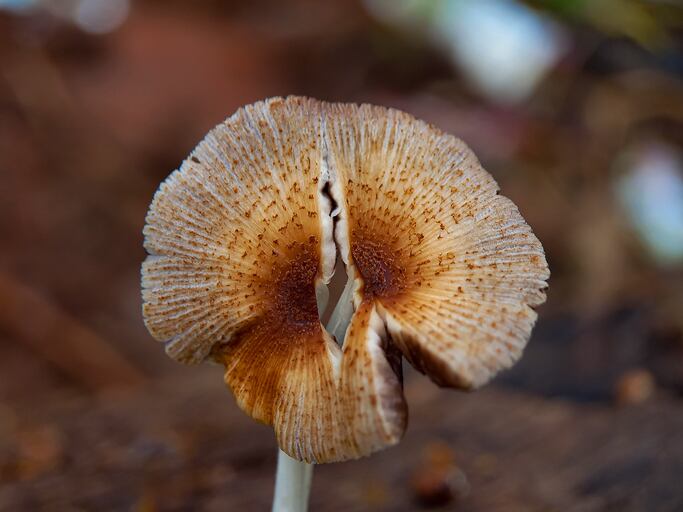 Mushroom-protein-bars-may-boost-memory-and-cognitive-health.jpg