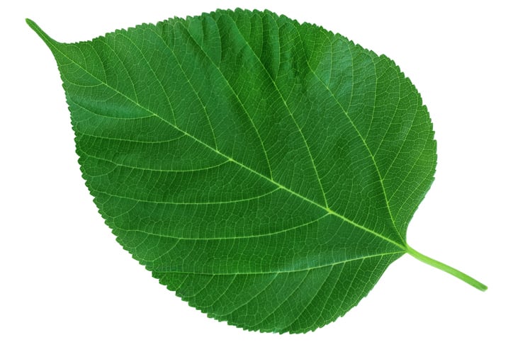 Adverse events expert says conclusion that white mulberry leaf caused death is mere speculation