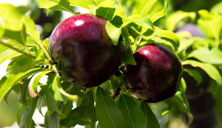 Royal approach: Queen Garnet plum growers branch into FMCG and functional ingredient business