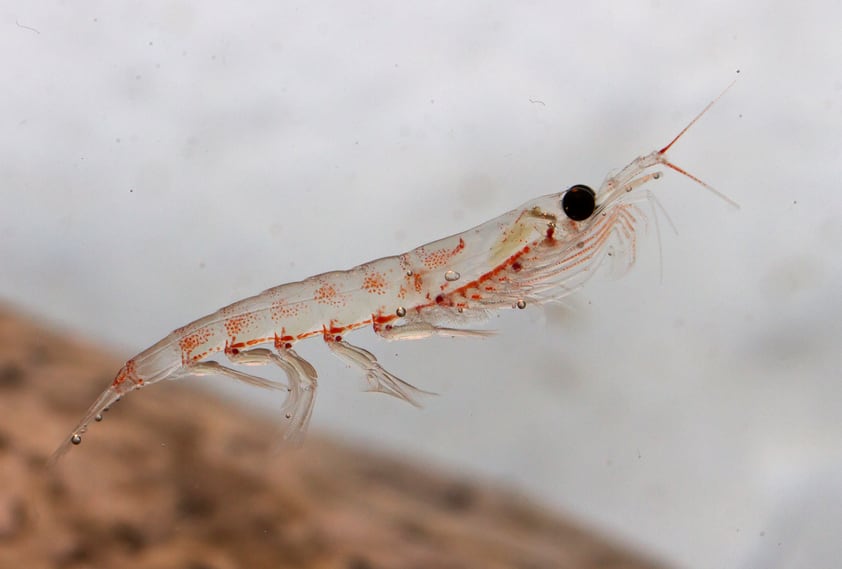 Krill oil benefits point to omega-3 oils as effective in CVD risk