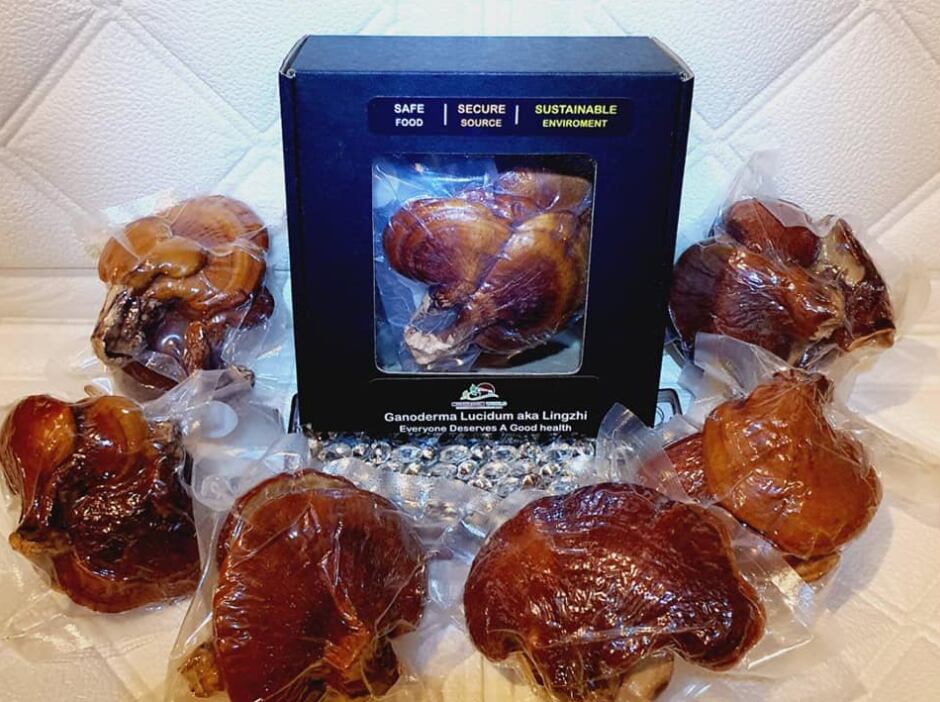 Fungi kingdom: Thailand’s Mushroom World on how edible and medicinal products could alleviate food security concerns