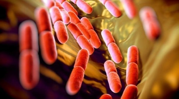 NovoBiome-INRAE-to-probe-host-microbiota-relationships.jpg
