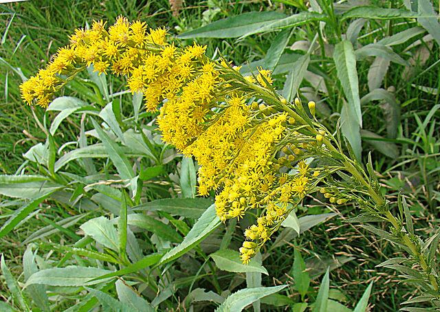Solidago-Chilensis-Goldenrod-Dick-Culbert.jpg