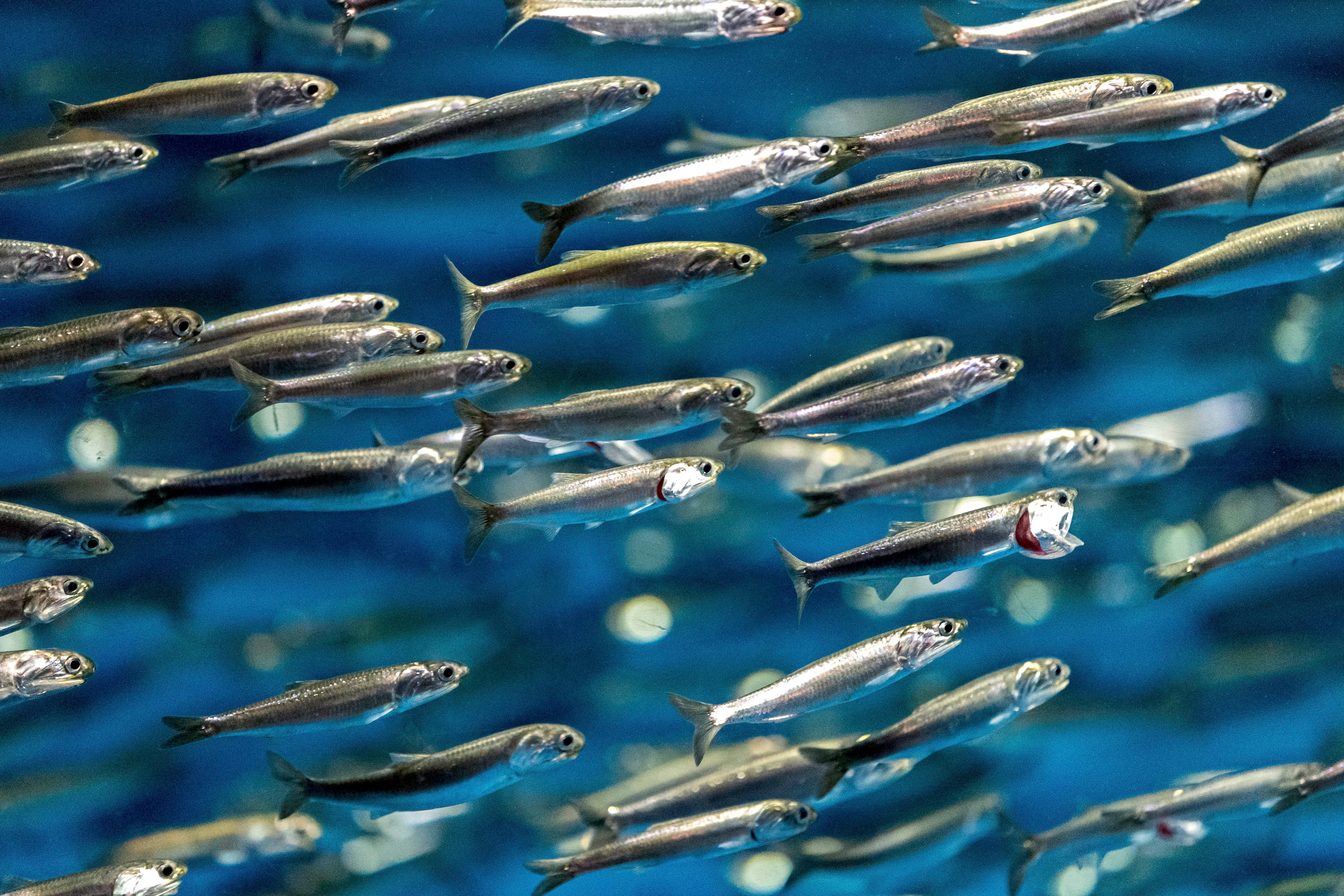 Anchovy, Fish, Group Of Animals, School of Fish, Horizontal
