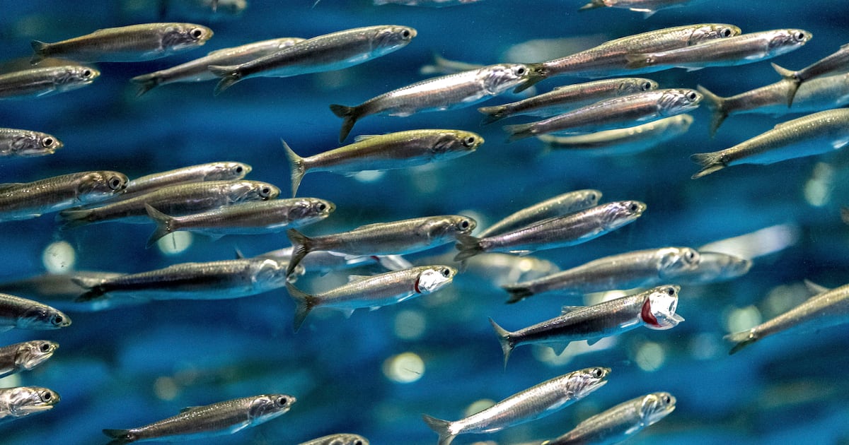 Peru’s extended fishing ban and possible ‘super’ El Niño test omega oil supply resilience