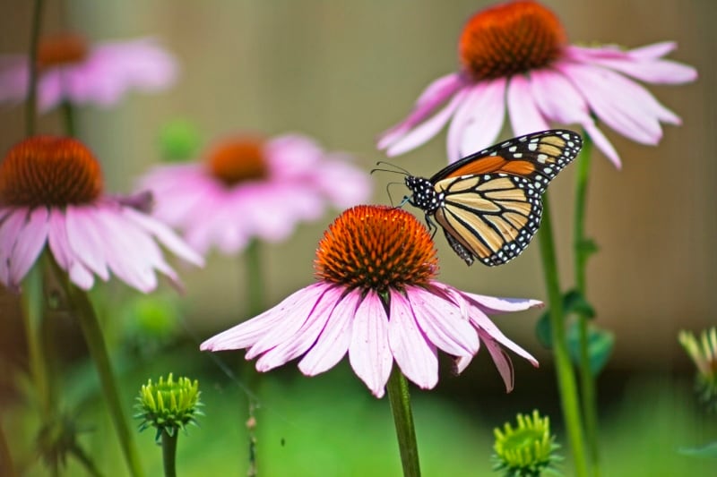 Echinacea-and-Monarch-800x533.jpg