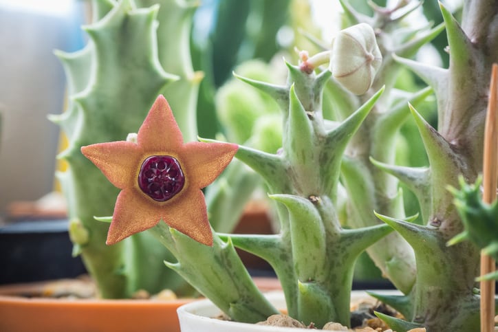 Gencor boasts research that suggests C. fimbriata extract (Slimaluma) suppresses appetite, boosts mood 