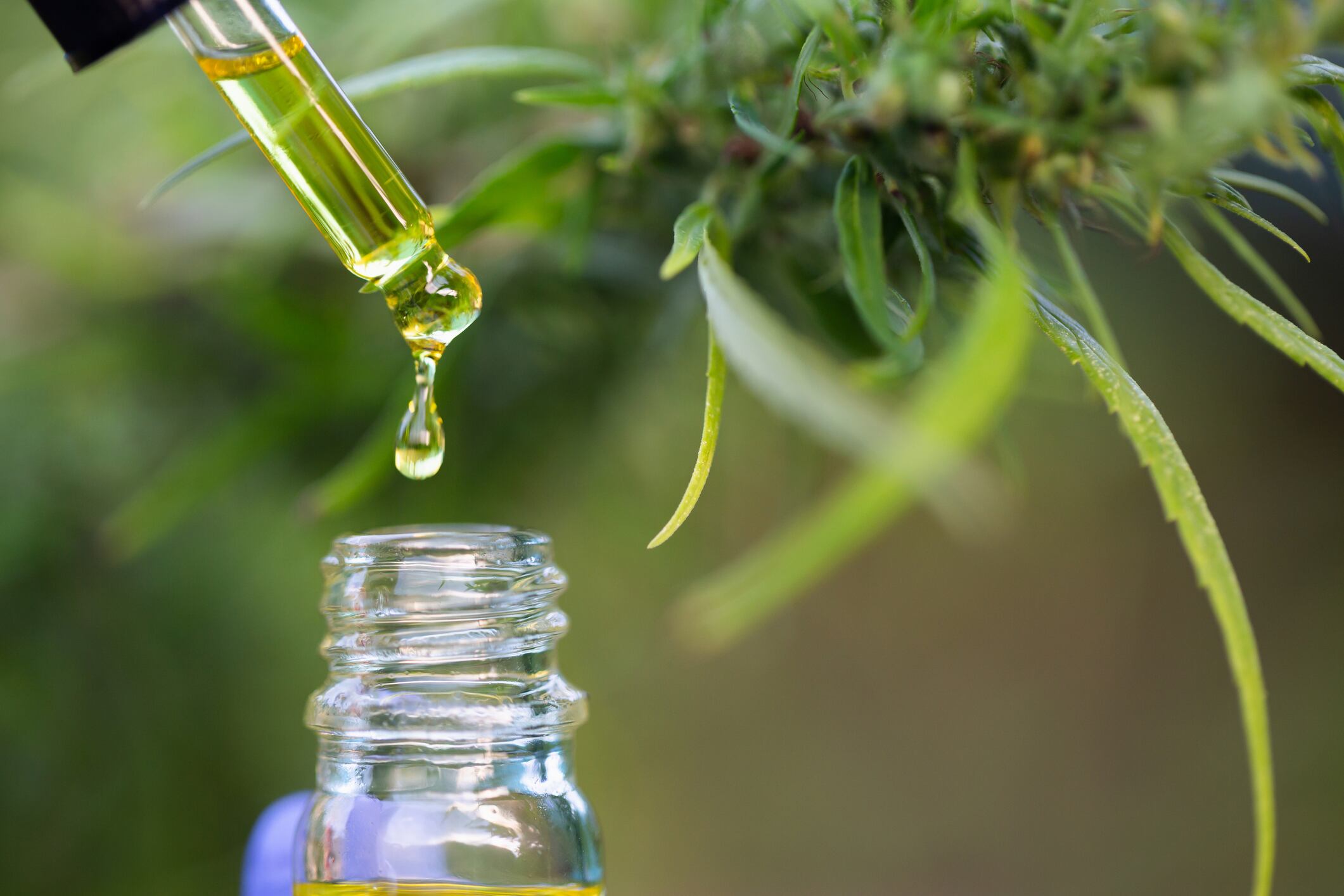 Joint venture to expand Swiss hemp oil extracts market