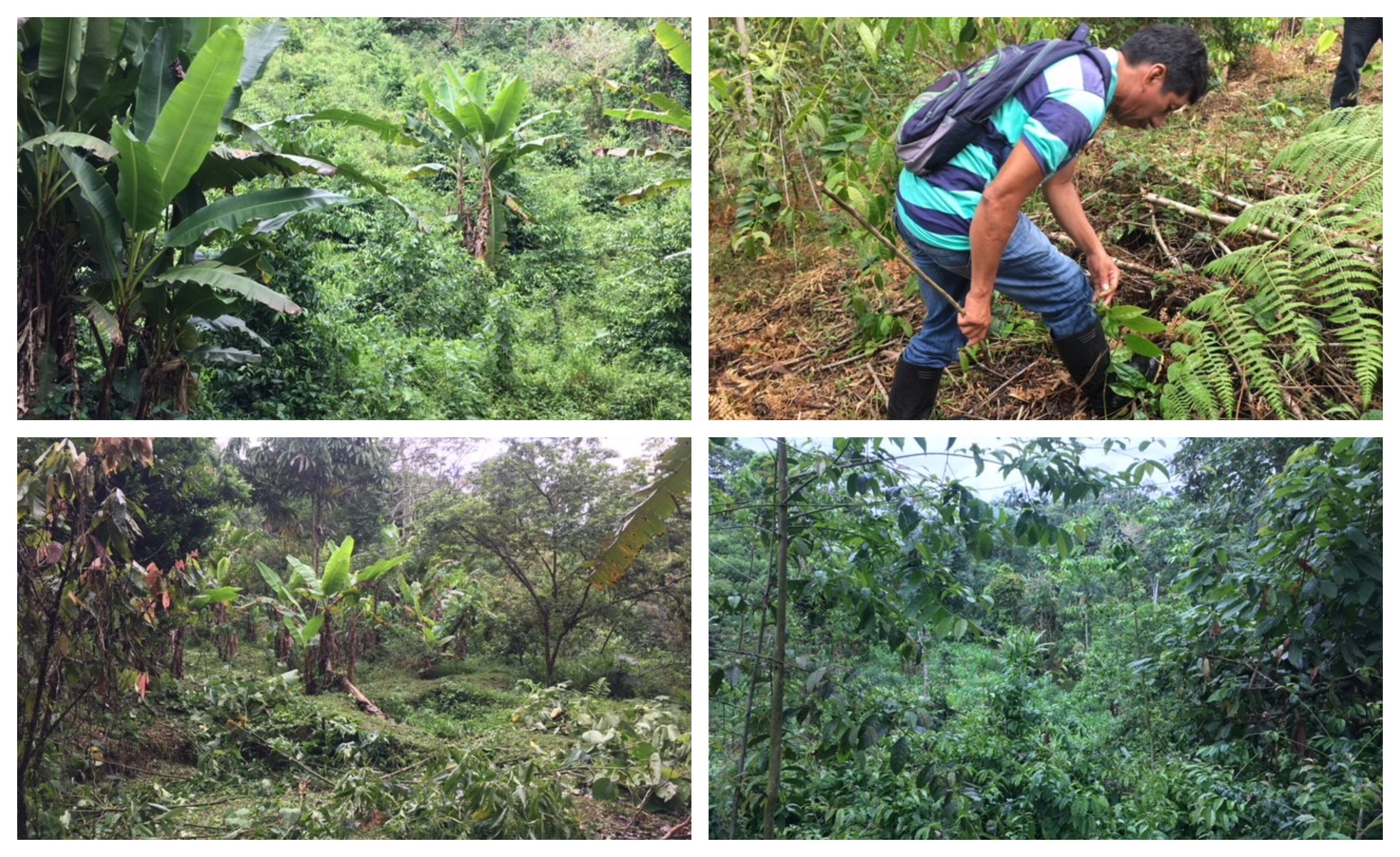 guayusa-rural.jpg