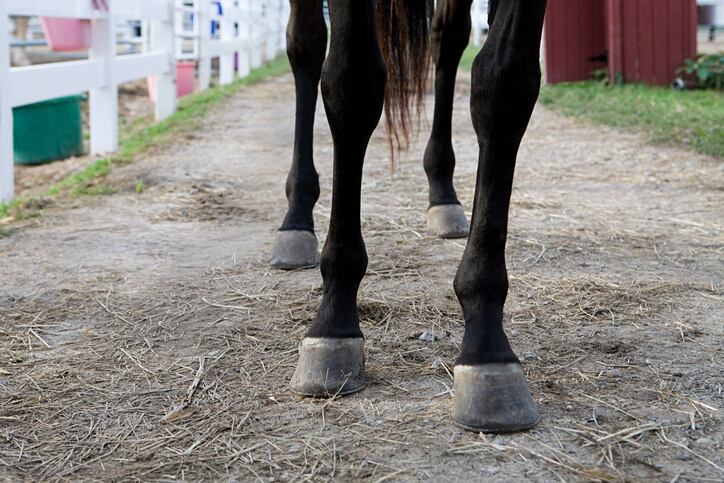 Study on lameness in horses opens up new market for Ayurvedic joint health formula