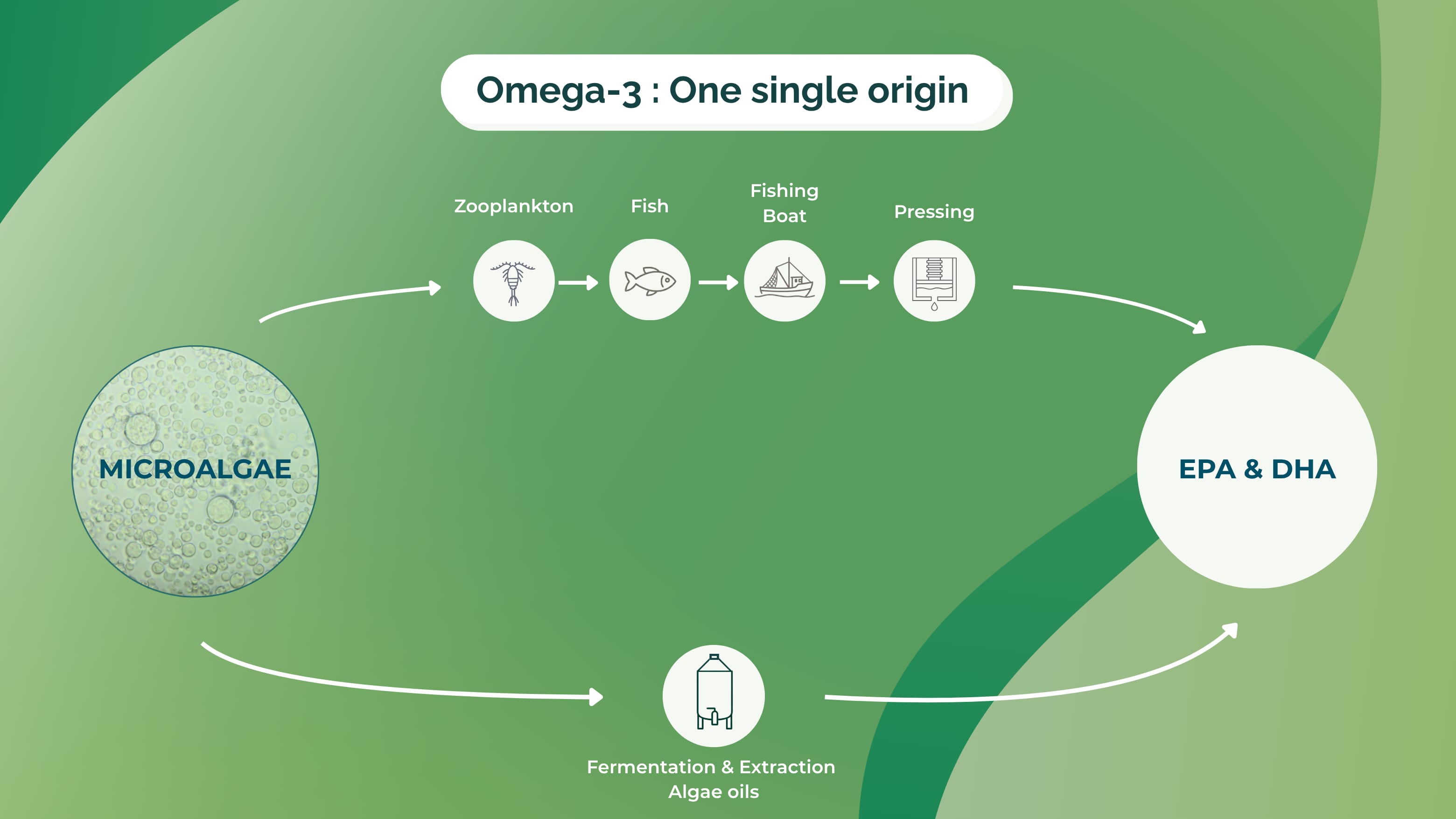Omega-3: One single origin