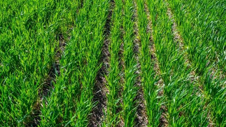 Amway’s Nutrilite banks on regenerative agriculture and farming partnerships to meet “ever-increasing” consumer demand