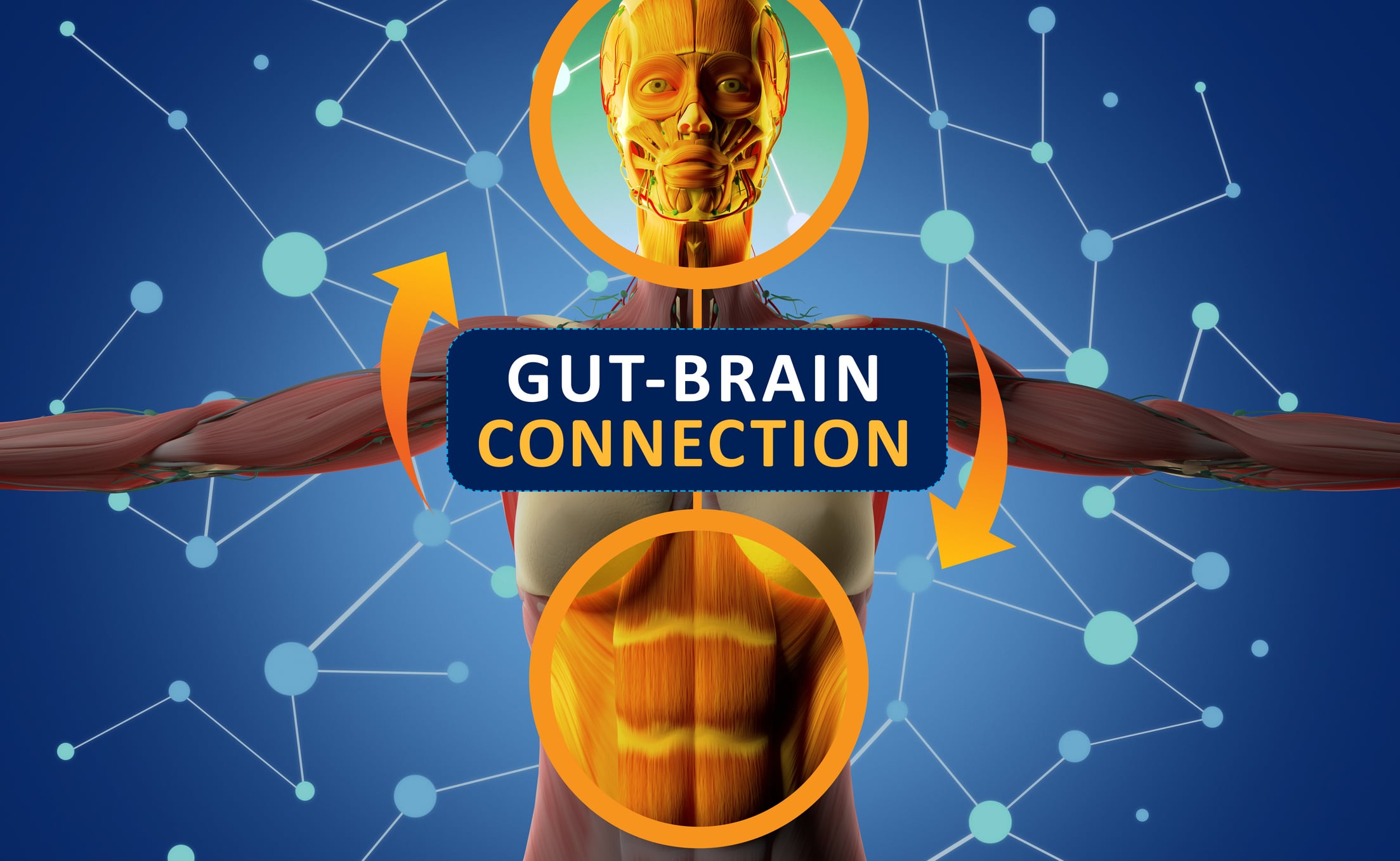 A consortium of nine probiotic strains may improve morning vagal nerve function and gut microbiota composition in people with depression
