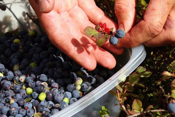 Alaskan Bog Blueberry shows early promise as UV protection ingredient