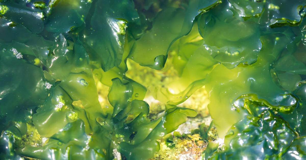 Scottish firm Oceanium wins sustainability trophy for seaweed innovation